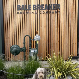 a dog sitting on a bench