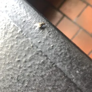 Annoying flies