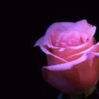 Marcia S.