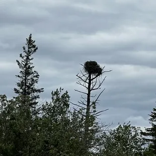 Eagle's Nest on Big Winnie June 2024