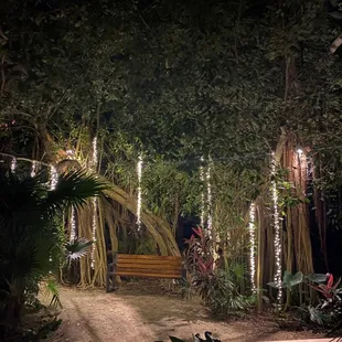 One of my favorite trees at Secrets Akumal Mexico. This is a beautiful, romantic adult only all inclusive.