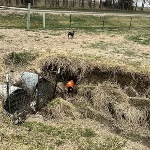 Small dogs in the field