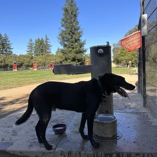 The Bark Park