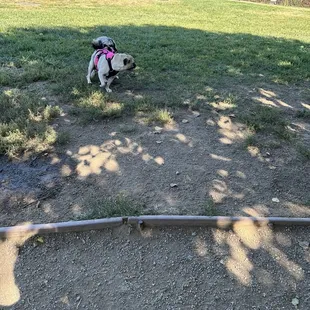 My puppy Winifred