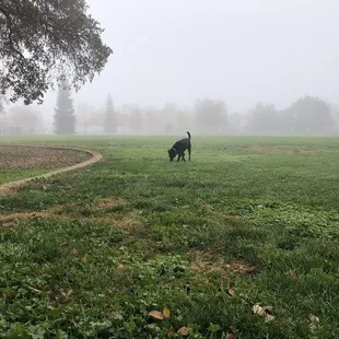 Foggy morning