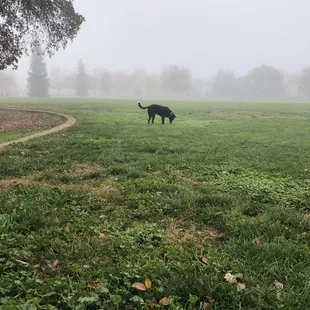 Dog in the Fog