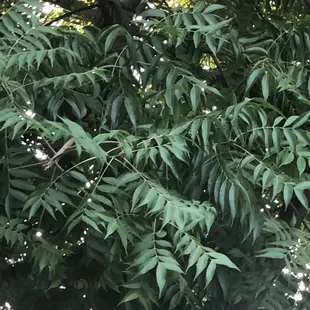 Shady trees