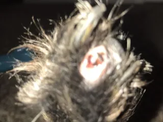 Canine Resort Grooming