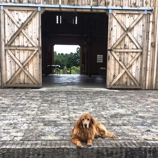 Through the barn doors.