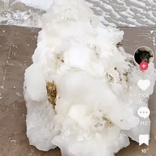 Duck that they left to freeze outside with no shelter.