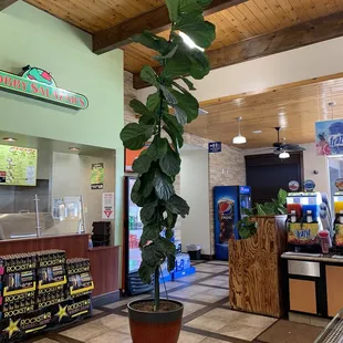 Peter the Fiddle Leaf Fig