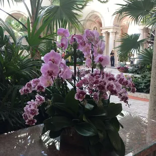 Orchids