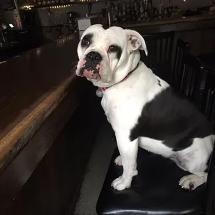 &quot;Who&apos;s ass I gotta sniff to get a drank &apos;round here?&quot; - Very impatient good boy.