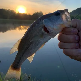 Private pond for fishing and swimming