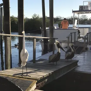 two pelicans on a dock