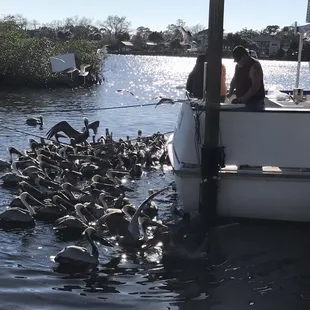 a flock of birds on a boat