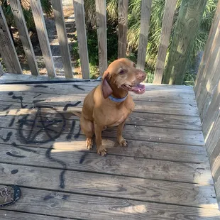 a brown dog sitting on a porch