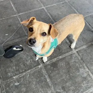 Outdoor seating for dog
