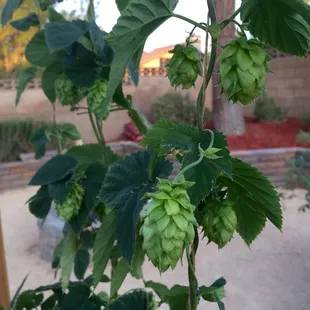 Bought the rhizomes at the Bearded Brewer