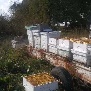 a truck full of beehives