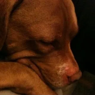 Dolly D.
