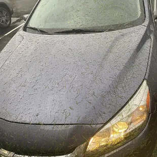 My car full of grass after landscaping