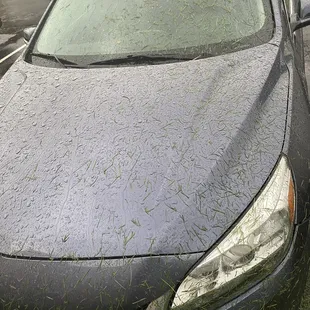 Grass all over my car after landscaping was done
