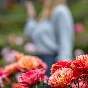 The Berkeley Rose Garden