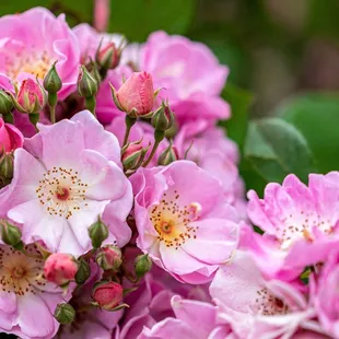 The Berkeley Rose Garden