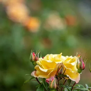 The Berkeley Rose Garden