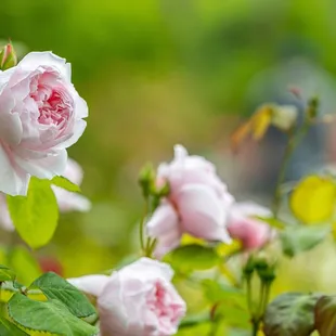 The Berkeley Rose Garden