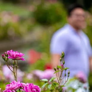 The Berkeley Rose Garden