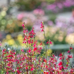 The Berkeley Rose Garden
