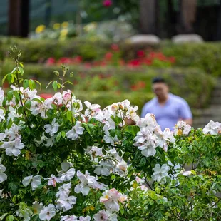 The Berkeley Rose Garden