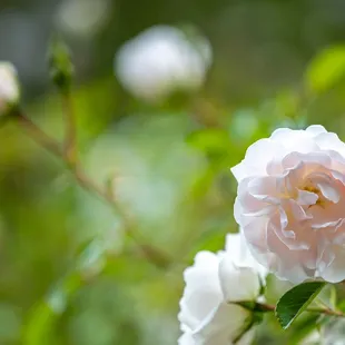 The Berkeley Rose Garden