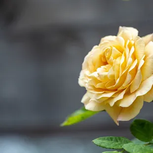 The Berkeley Rose Garden