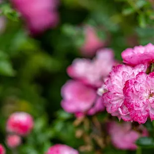 The Berkeley Rose Garden