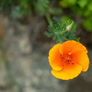 The Berkeley Rose Garden