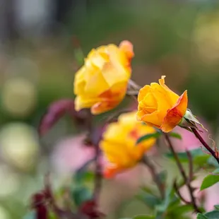 The Berkeley Rose Garden
