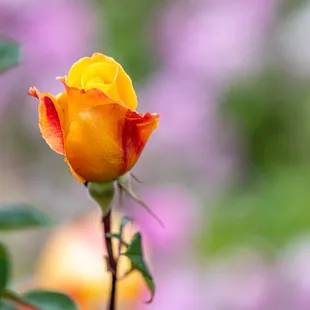 The Berkeley Rose Garden