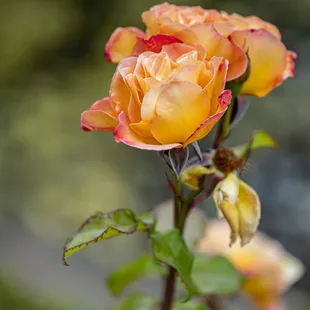 The Berkeley Rose Garden