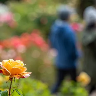The Berkeley Rose Garden