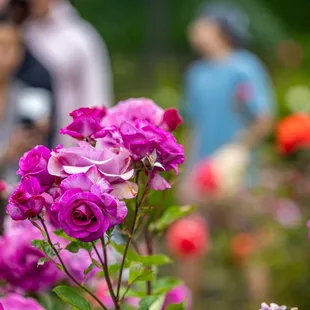 The Berkeley Rose Garden
