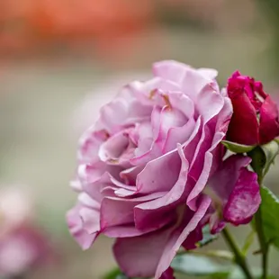 The Berkeley Rose Garden