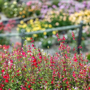 The Berkeley Rose Garden