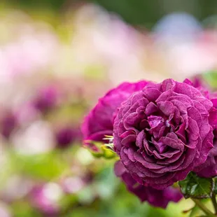 The Berkeley Rose Garden