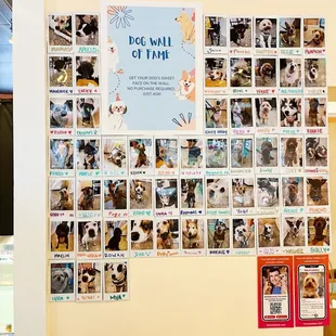 a wall full of dogs
