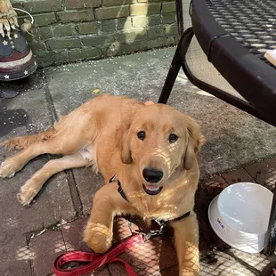 Dog friendly! Great beer and great food! Fried Mushrooms are a must.