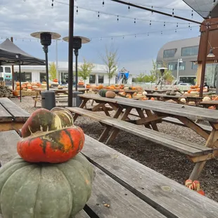 Pumpkin Patch, September 2022