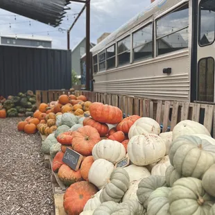 Pumpkin Patch, September 2022